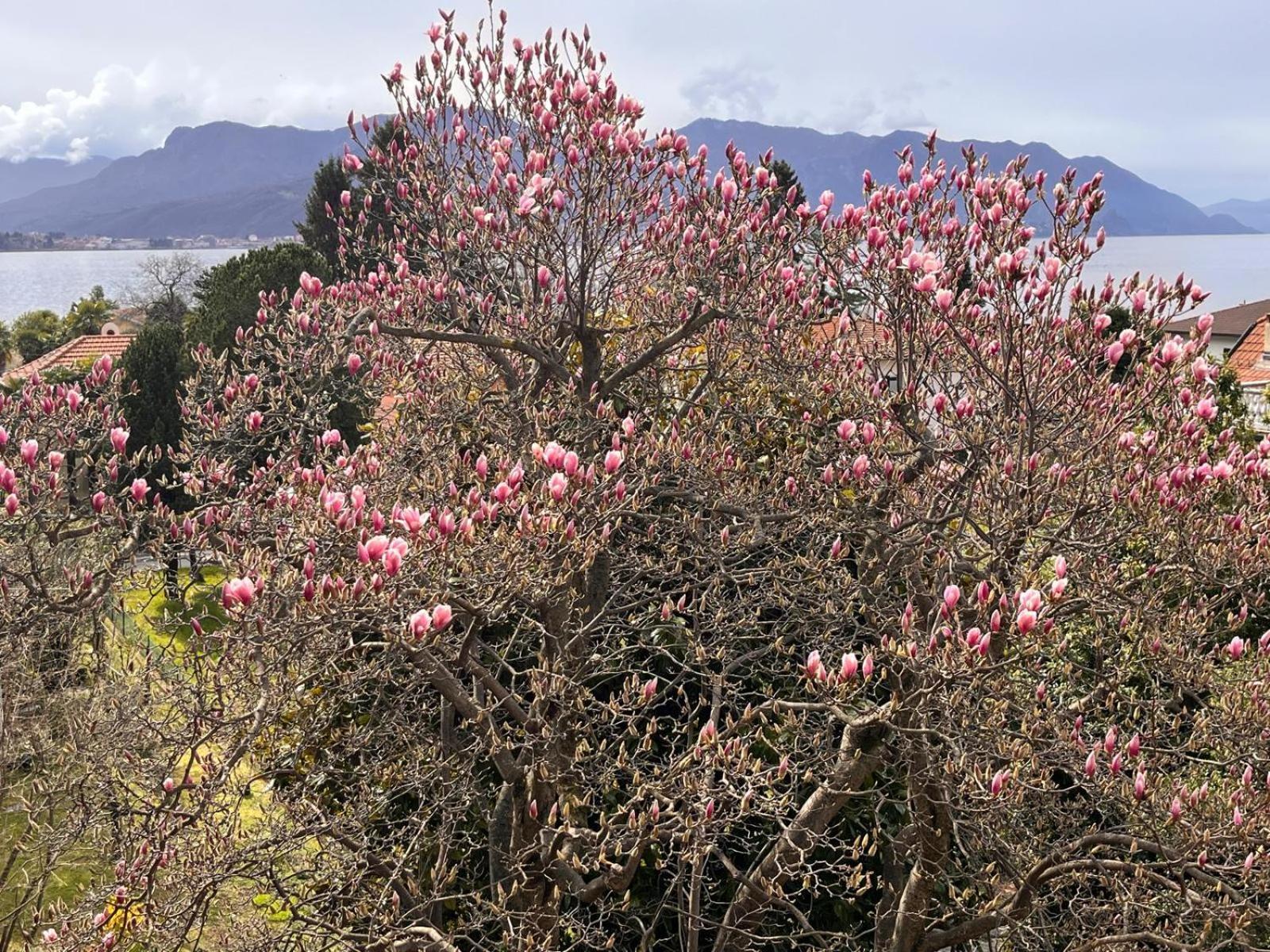 Villa Del Castanar Maccagno ภายนอก รูปภาพ